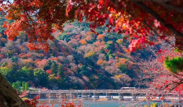 日本三大紅葉名所のひとつである嵐山の紅葉
