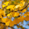 イチョウ（銀杏）の黄葉