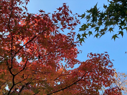 おとぎの森公園（高岡市）の紅葉