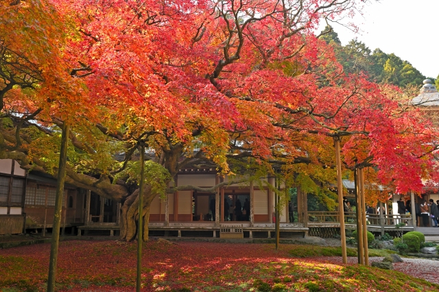 雷山千如寺大悲王院の紅葉