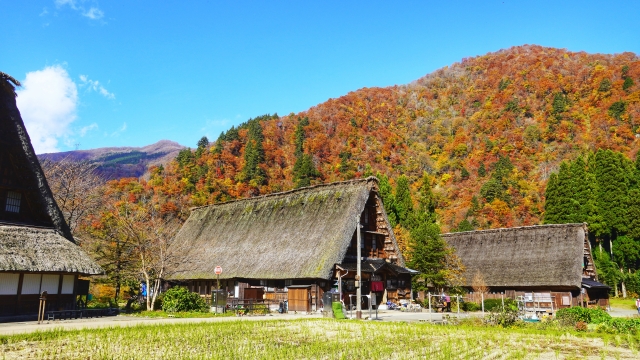 菅沼合掌造り集落の紅葉