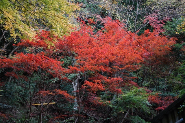鳳来寺山の紅葉
