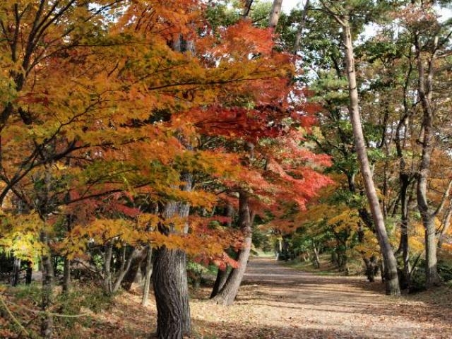 小岩井農場の紅葉