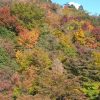 別府ロープウェイ（鶴見岳）の紅葉