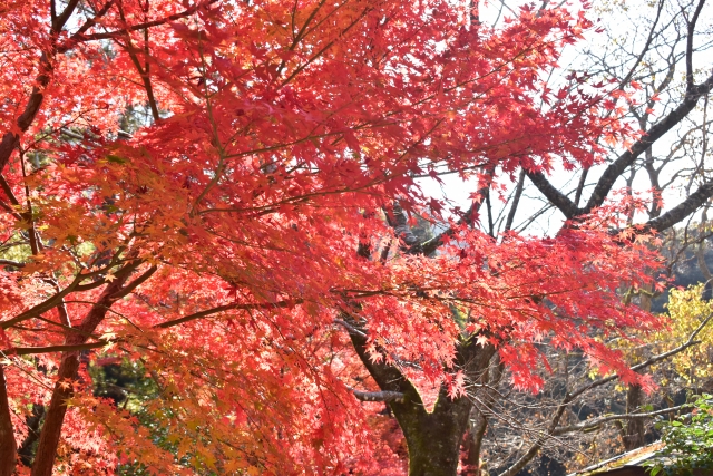 大寧寺の紅葉