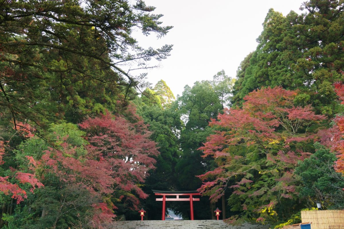 霧島神宮の紅葉