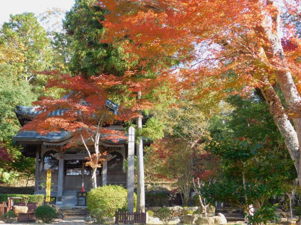 2025】最上山公園 もみじ山の紅葉の見頃時期や見どころを解説